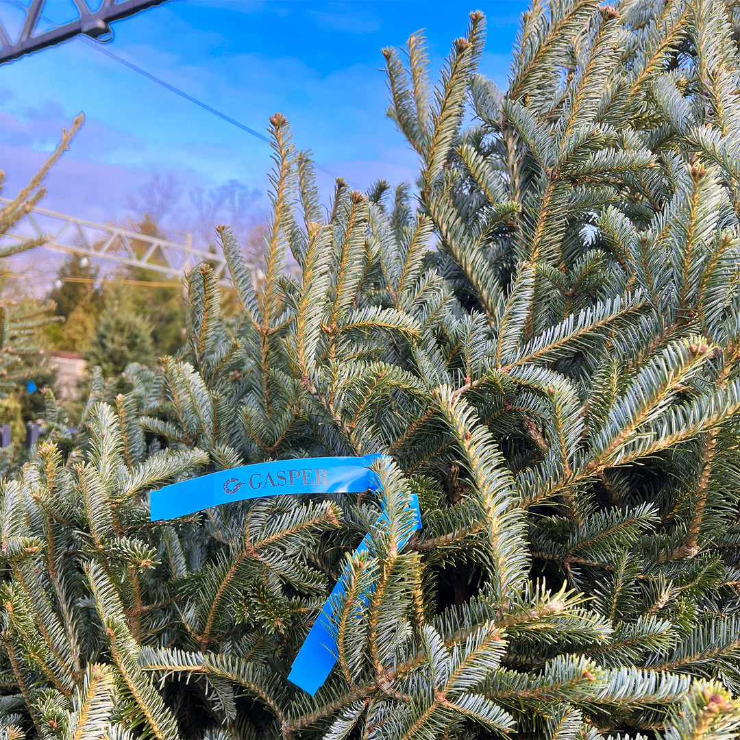 Fresh Christmas Trees