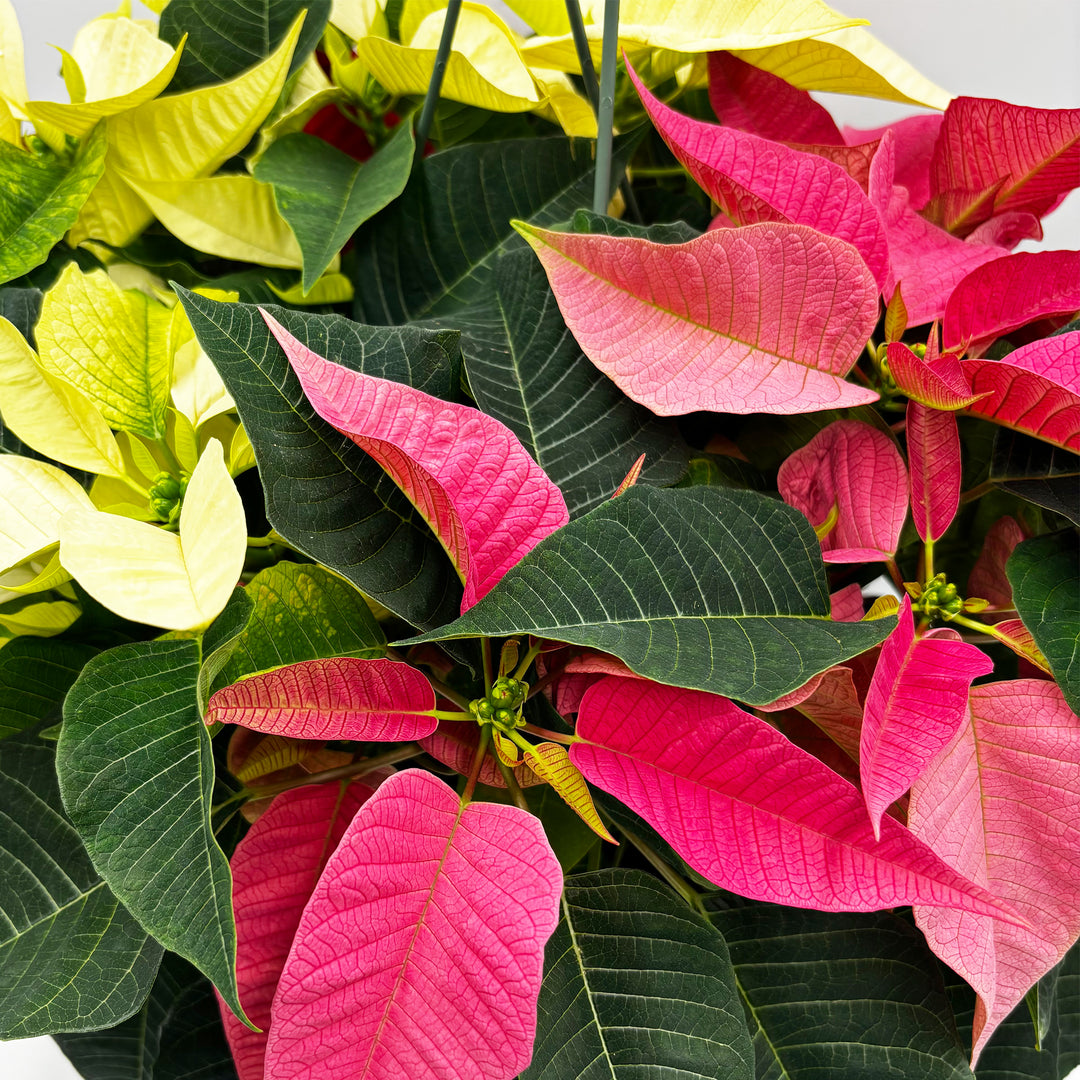 Poinsettias