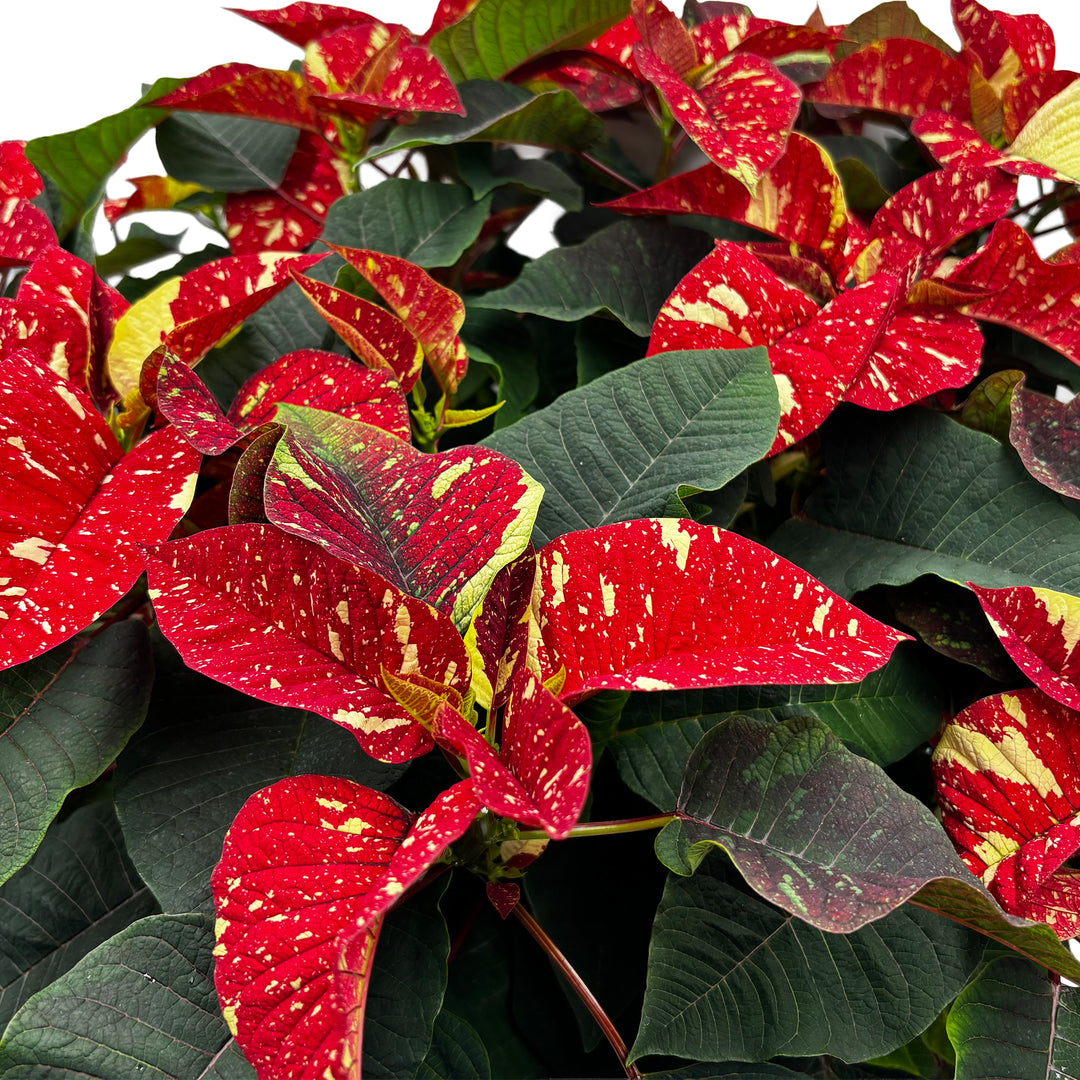 Poinsettias