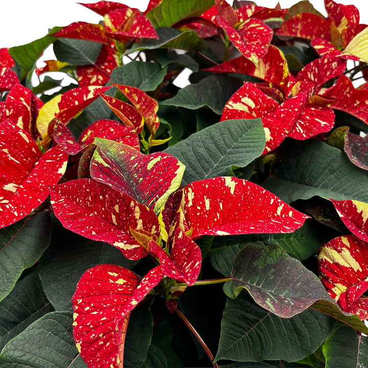 Poinsettias