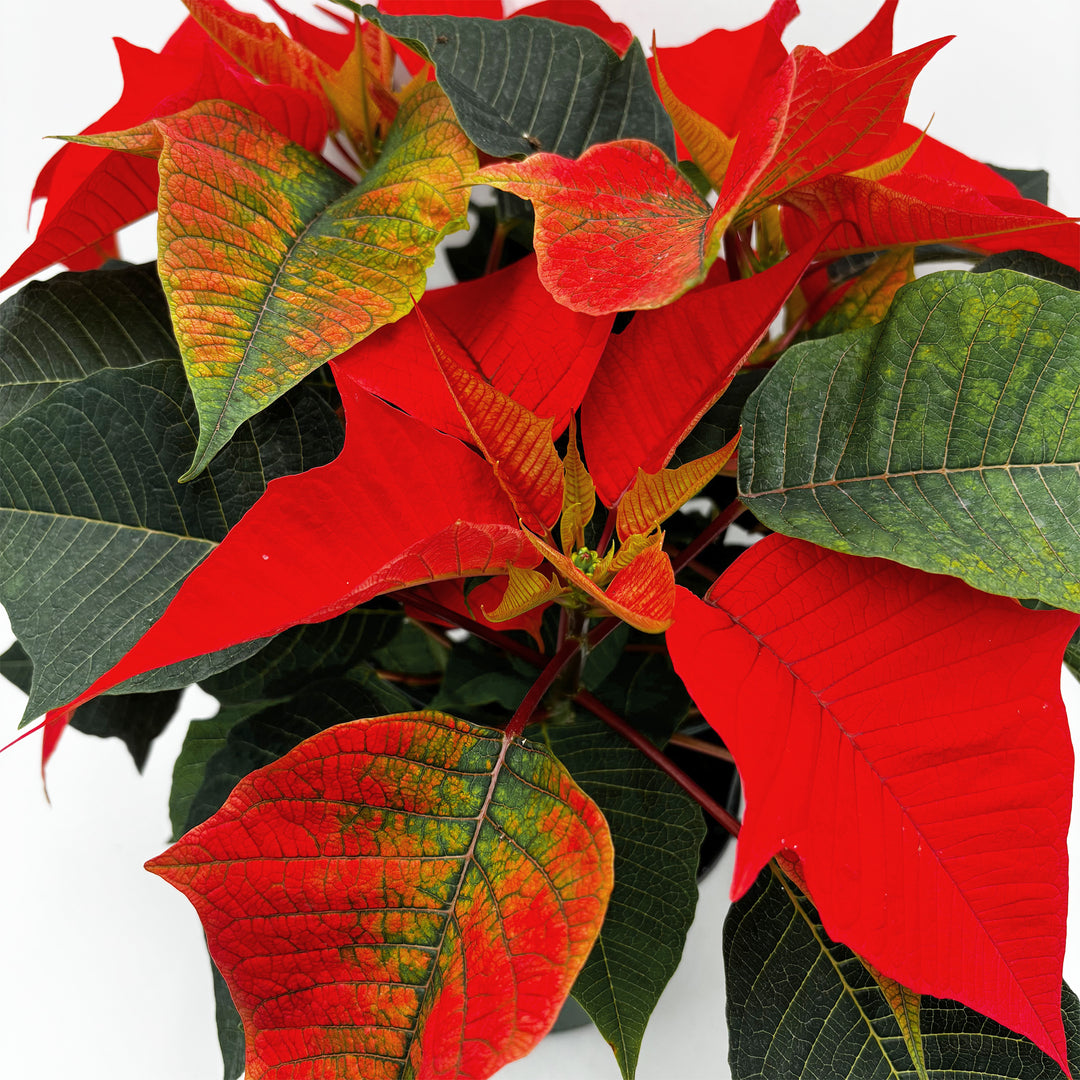 Poinsettias
