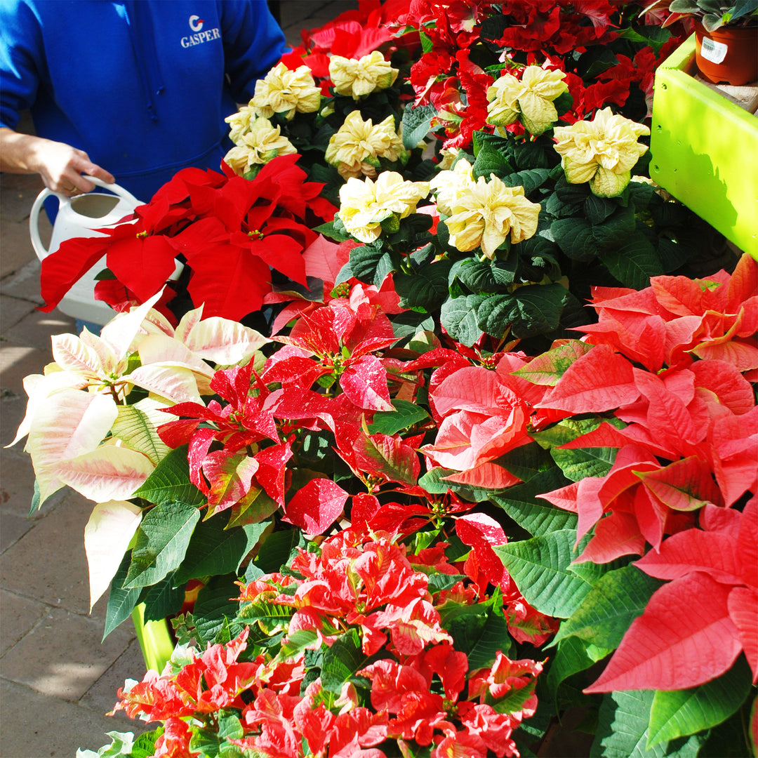 Poinsettias