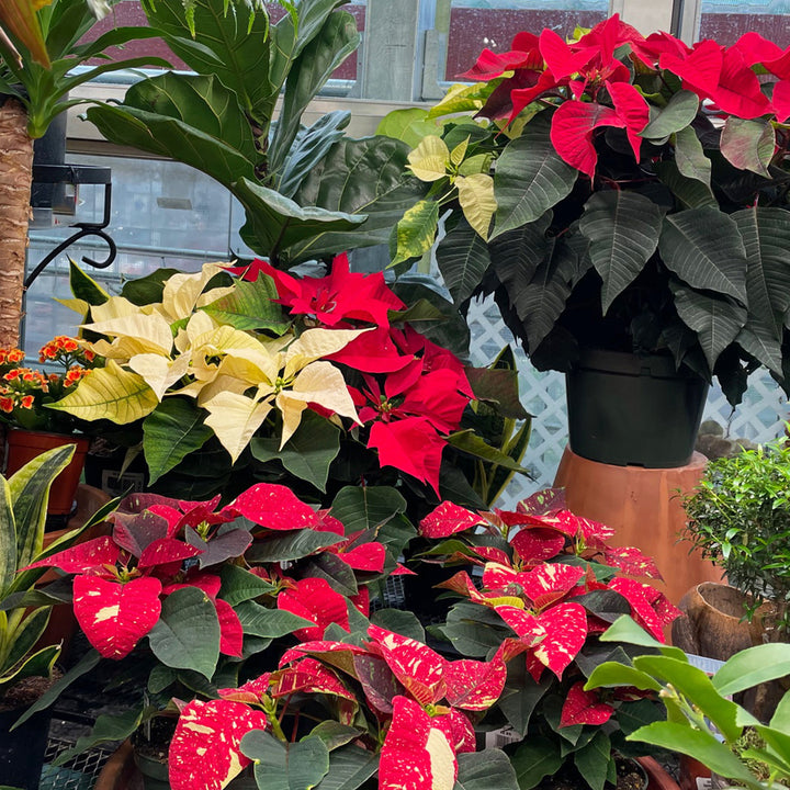 Poinsettias