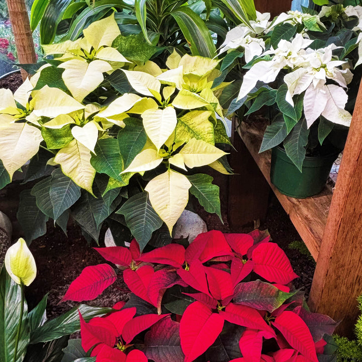 Poinsettias