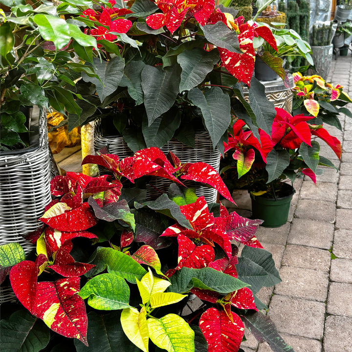 Poinsettias