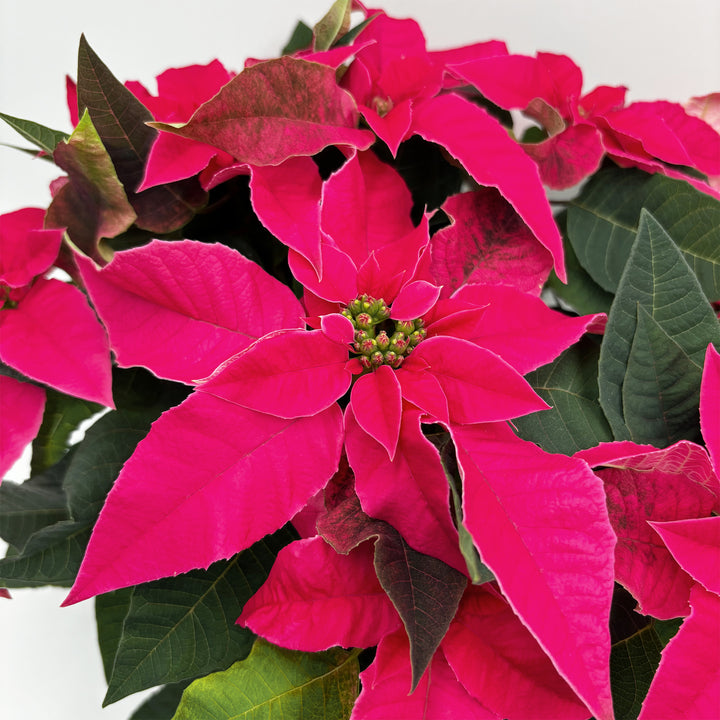 Poinsettias