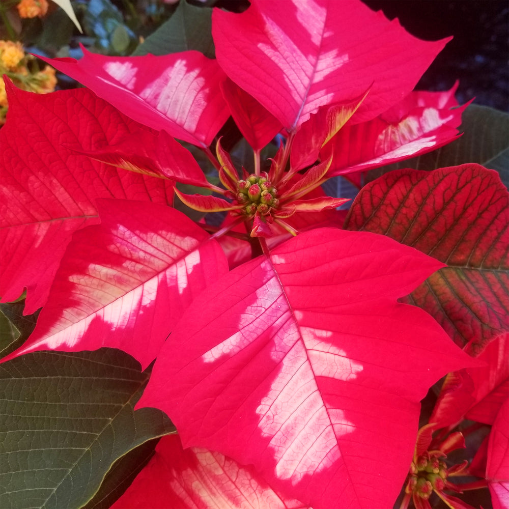 Poinsettias