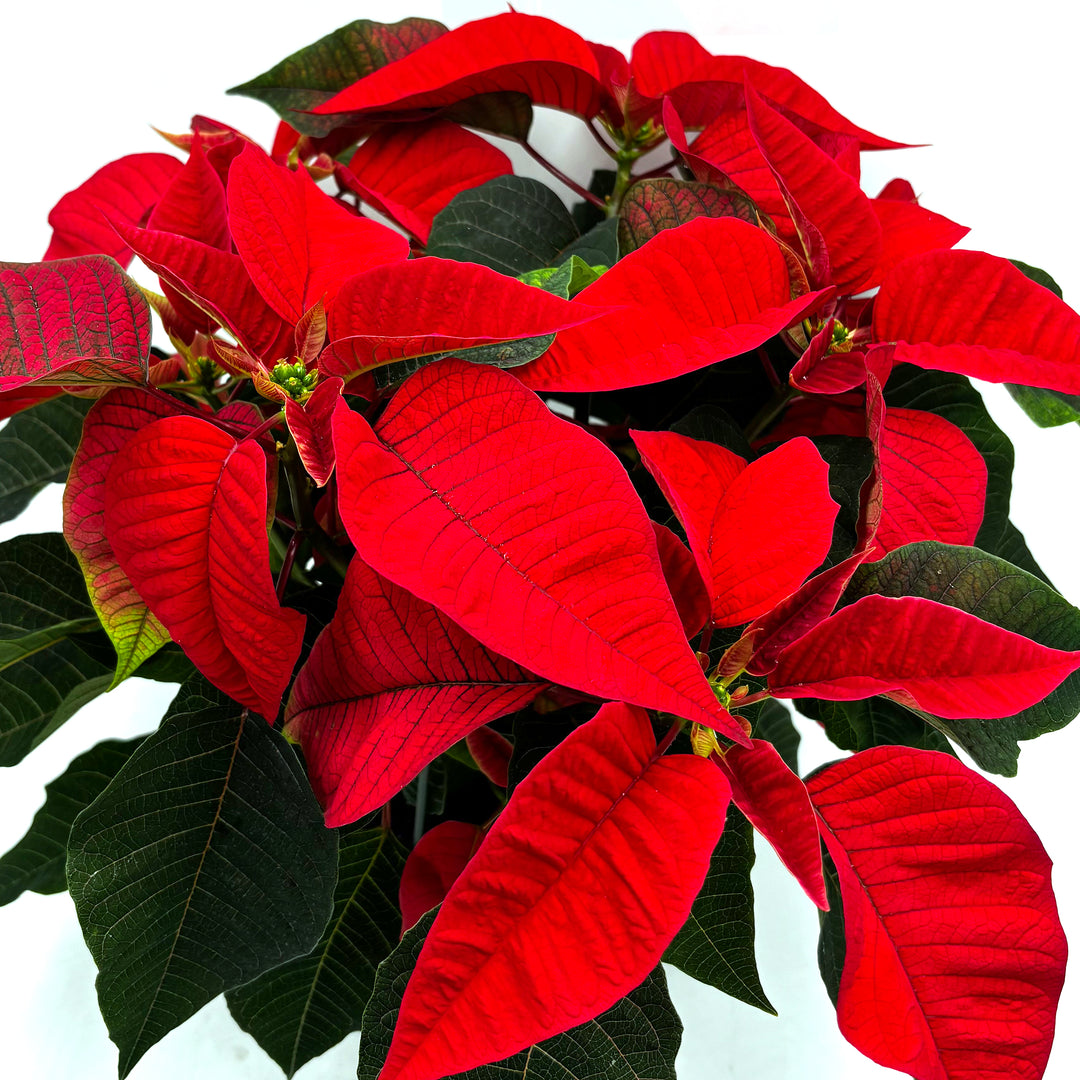 Poinsettias