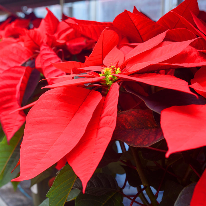 Poinsettias