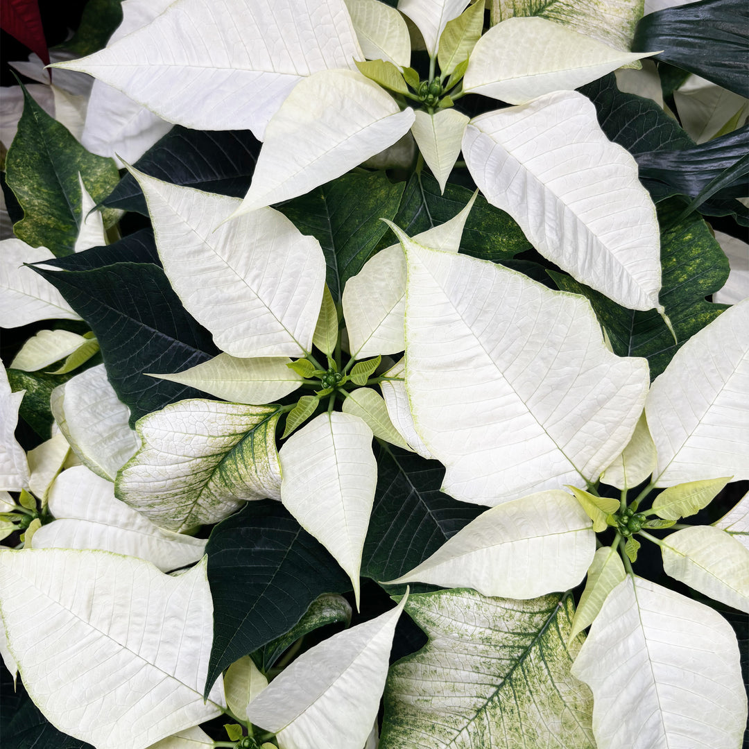 Poinsettias