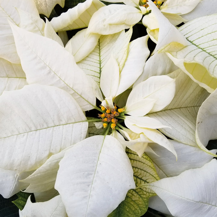 Poinsettias
