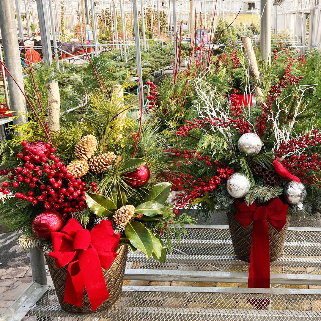 Fresh Evergreen Holiday Magic Planters