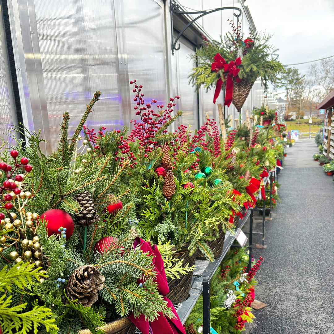 Fresh Evergreen Holiday Magic Planters