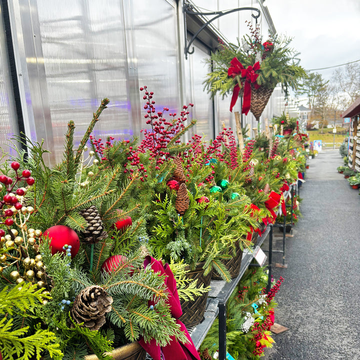Fresh Evergreen Holiday Magic Planters