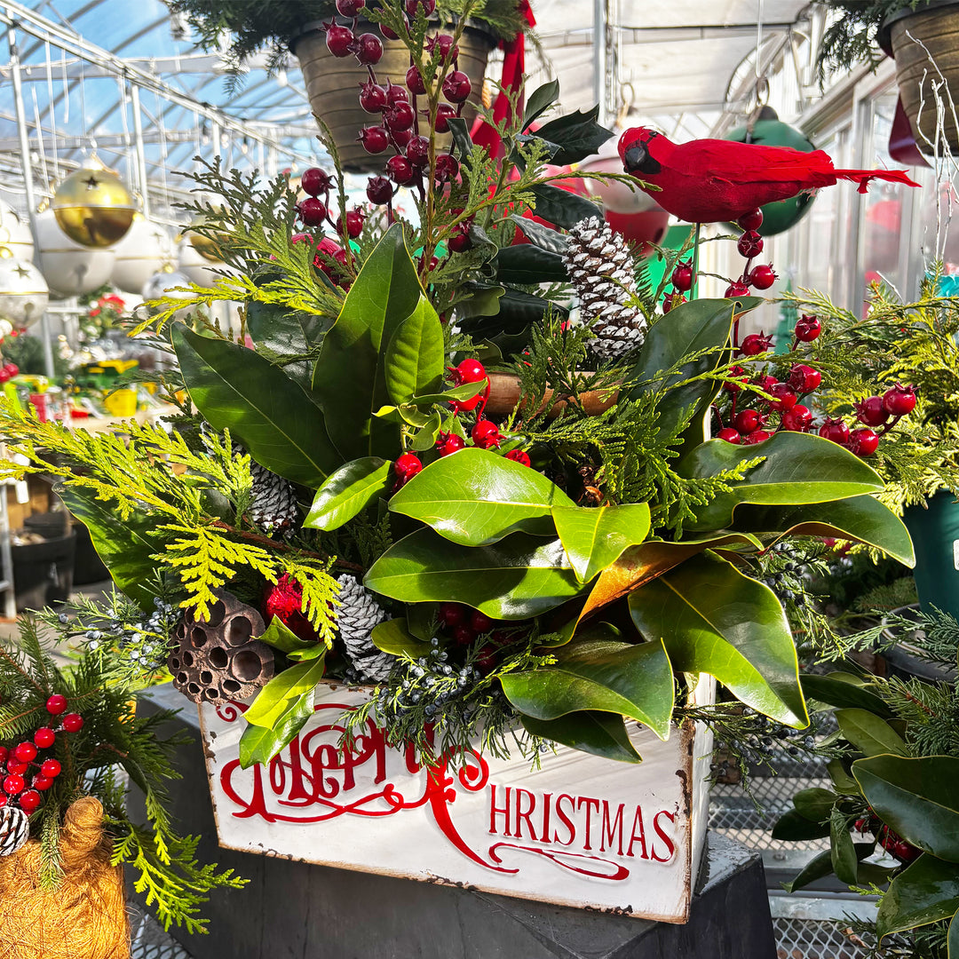 Fresh Evergreen Holiday Magic Planters