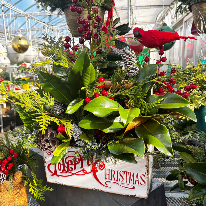 Fresh Evergreen Holiday Magic Planters