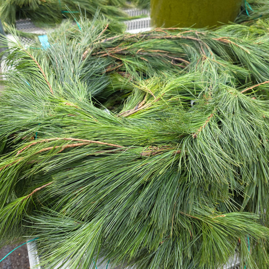 Fresh Cut White Pine Rope Garland