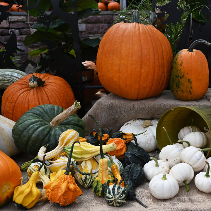 Pumpkins Galore
