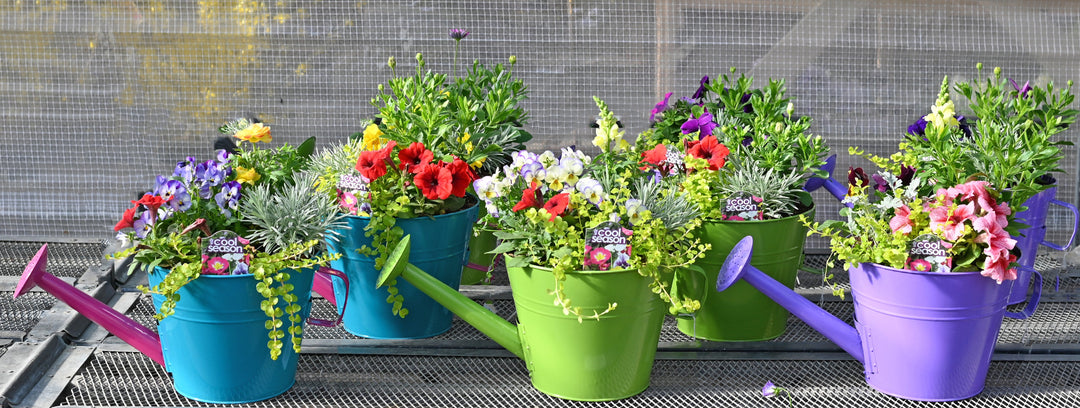 Bright spring colored watering cans filled with flowers on a metal surface.