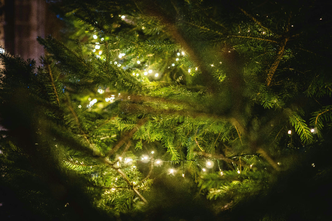 Green evergreen branches with warm white string lights glowing in the dark.